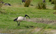 Molukkenibis (2 von 5).jpg